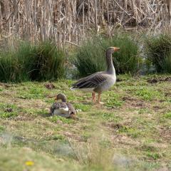 North Cave Wetlands, Yorkshire Wildlife Trust