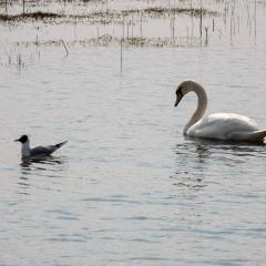 North Cave Wetlands, Yorkshire Wildlife Trust
