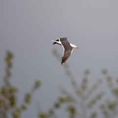North Cave Wetlands, Yorkshire Wildlife Trust