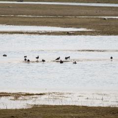 North Cave Wetlands, Yorkshire Wildlife Trust