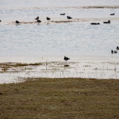 North Cave Wetlands, Yorkshire Wildlife Trust