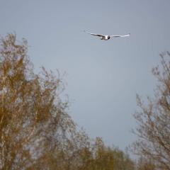 North Cave Wetlands, Yorkshire Wildlife Trust