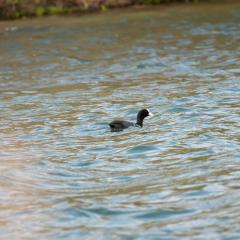 North Cave Wetlands, Yorkshire Wildlife Trust