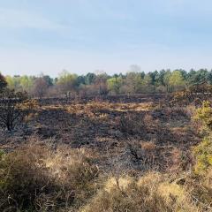 Allerthorpe Common, Allerthorpe Woods, Cycling