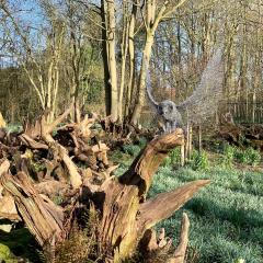 Burnby Hall Gardens