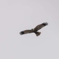 Marsh Harrier, Skerne Wetlands, Yorkshire Wildlife Trust
