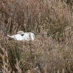 Skerne Wetlands, Swan, Yorkshire Wildlife Trust