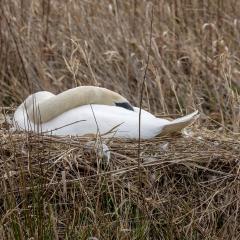 Skerne Wetlands, Swan, Yorkshire Wildlife Trust