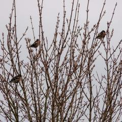 Skerne Wetlands, Yorkshire Wildlife Trust