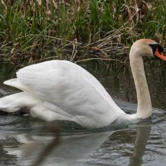 Skerne Wetlands, Swan, Yorkshire Wildlife Trust