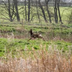 Deer, Skerne Wetlands, Yorkshire Wildlife Trust