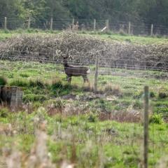 Deer, Skerne Wetlands, Yorkshire Wildlife Trust