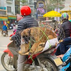 Dog, Scooter