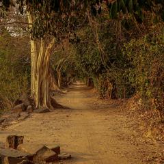 Ankar Thom, Siam Reap