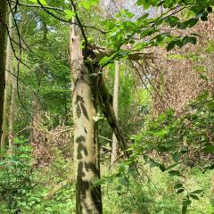 Bishop Wilton to Pocklington, Givendale, Walk