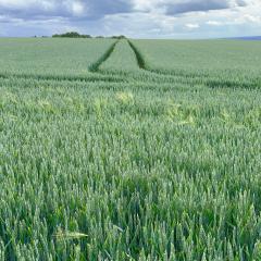 Bishop Wilton to Pocklington, Givendale, Walk