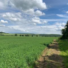 Bishop Wilton to Pocklington, Grimthorpe Wood, Walk