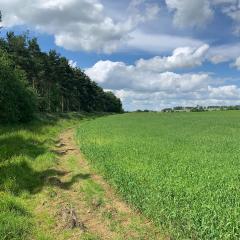 Bishop Wilton to Pocklington, Grimthorpe Wood, Walk