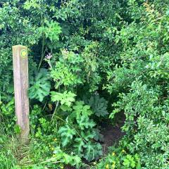 Bishop Wilton to Pocklington, Grimthorpe Wood, Walk