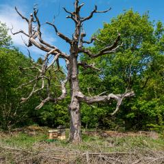 Yorkshire Arboretum