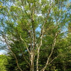 Yorkshire Arboretum