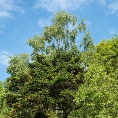 Yorkshire Arboretum