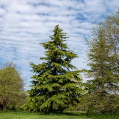 Yorkshire Arboretum