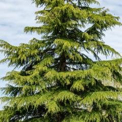 Yorkshire Arboretum