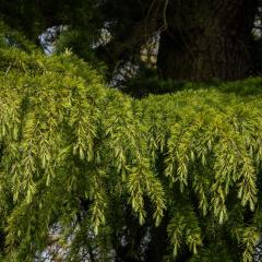 Yorkshire Arboretum