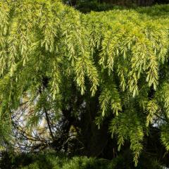Yorkshire Arboretum