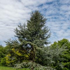 Yorkshire Arboretum