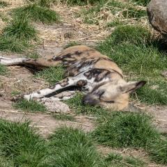 Yorkshire Wildlife Park