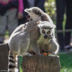 Yorkshire Wildlife Park