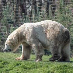 Yorkshire Wildlife Park