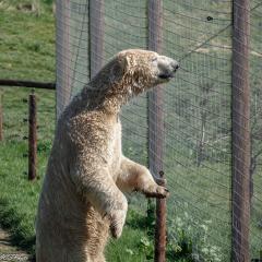 Yorkshire Wildlife Park