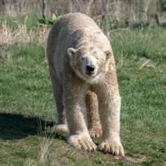 Yorkshire Wildlife Park