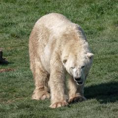 Yorkshire Wildlife Park