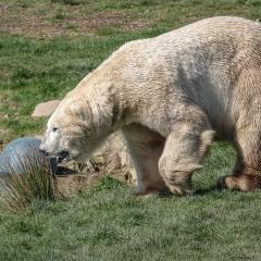 Yorkshire Wildlife Park