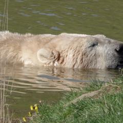 Yorkshire Wildlife Park