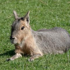 Yorkshire Wildlife Park