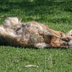Yorkshire Wildlife Park