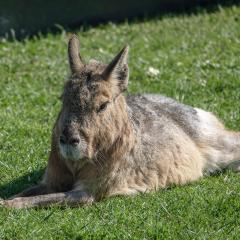Yorkshire Wildlife Park