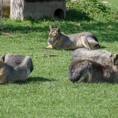 Yorkshire Wildlife Park