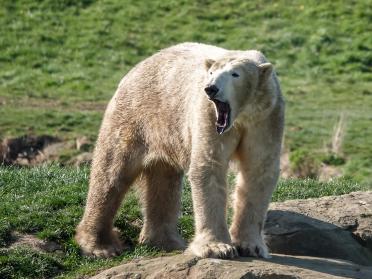 YorkshireWildlifePark