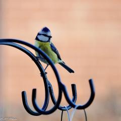 Blue Tit, Garden, Home