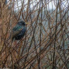 Home, Starling