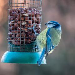 Blue Tit, Home