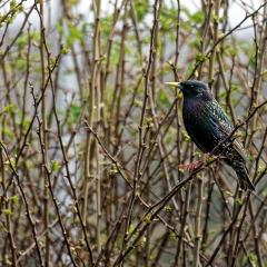 Home, Starling