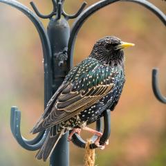 Home, Starling