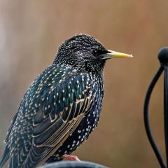 Home, Starling